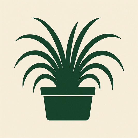 Chlorophytum Comosum