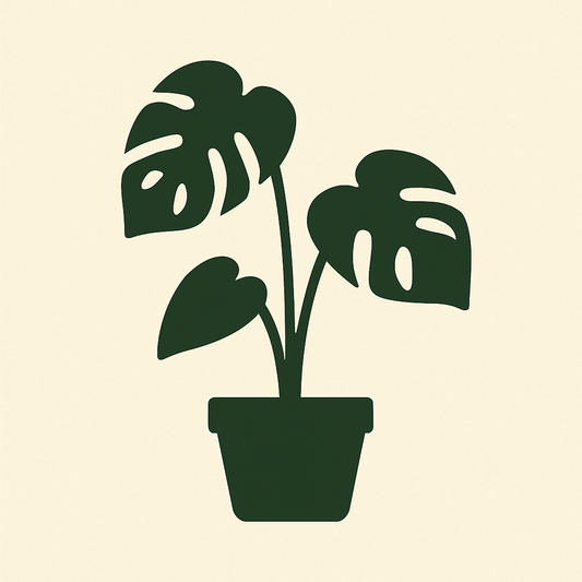 Monstera Deliciosa